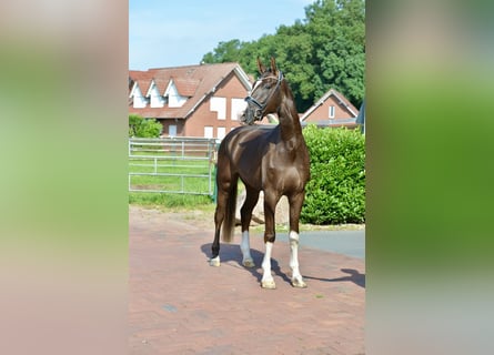 Hannoveraner, Wallach, 4 Jahre, 180 cm, Dunkelfuchs