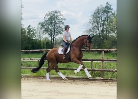 Hannoveraner, Wallach, 4 Jahre, 181 cm, Dunkelfuchs