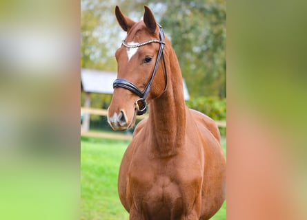 Hannoveraner, Wallach, 4 Jahre, Fuchs