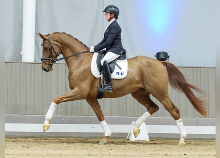 Hannoveraner, Wallach, 4 Jahre, Fuchs