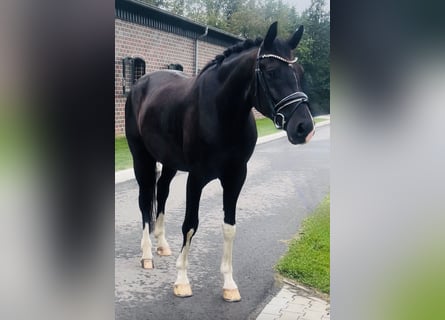 Hannoveraner, Wallach, 4 Jahre, Rappe
