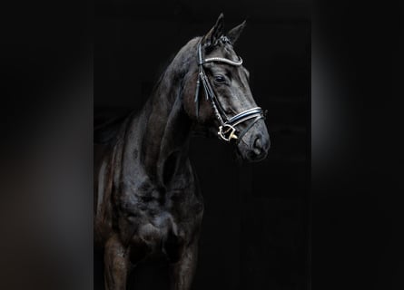 Hannoveraner, Wallach, 4 Jahre, Rappe