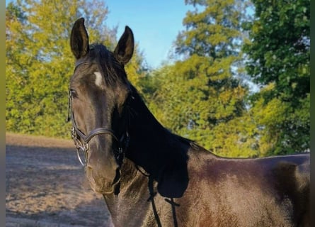 Hannoveraner, Wallach, 4 Jahre, Rappe