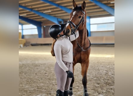 Hannoveraner, Wallach, 5 Jahre, 162 cm, Brauner