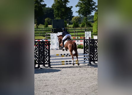 Hannoveraner, Wallach, 5 Jahre, 163 cm, Fuchs