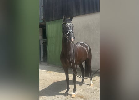 Hannoveraner, Wallach, 5 Jahre, 163 cm, Rappe