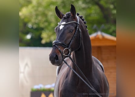 Hannoveraner, Wallach, 5 Jahre, 163 cm, Schwarzbrauner