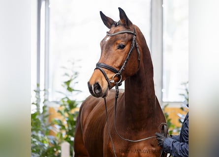 Hannoveraner, Wallach, 5 Jahre, 164 cm, Brauner