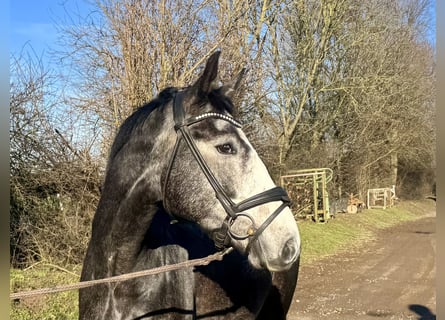 Hannoveraner, Wallach, 5 Jahre, 165 cm, Apfelschimmel