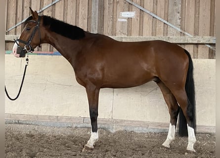 Hannoveraner, Wallach, 5 Jahre, 165 cm, Brauner