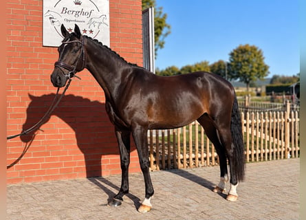 Hannoveraner, Wallach, 5 Jahre, 165 cm, Dunkelbrauner