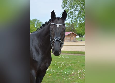 Hannoveraner, Wallach, 5 Jahre, 165 cm, Rappe