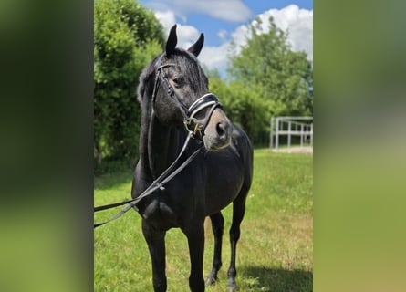 Hannoveraner, Wallach, 5 Jahre, 165 cm, Schimmel