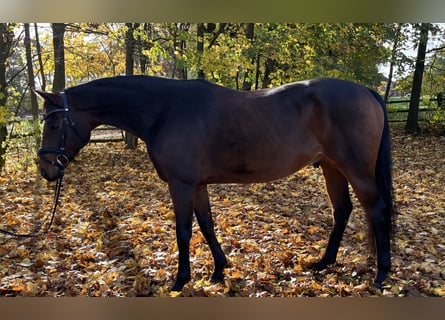 Hannoveraner, Wallach, 5 Jahre, 166 cm, Brauner