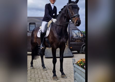 Hannoveraner, Wallach, 5 Jahre, 166 cm, Dunkelbrauner