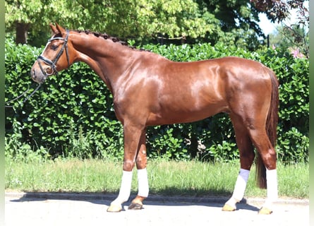 Hannoveraner, Wallach, 5 Jahre, 166 cm, Dunkelfuchs