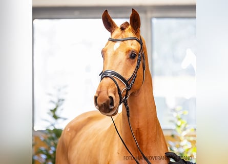 Hannoveraner, Wallach, 5 Jahre, 166 cm, Dunkelfuchs
