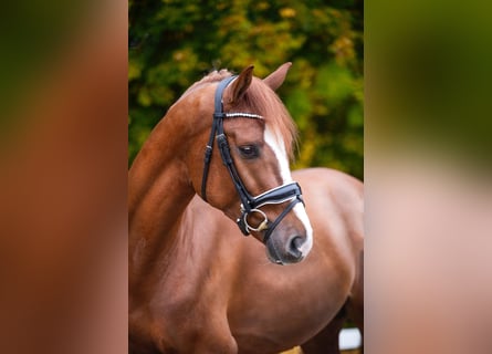 Hannoveraner, Wallach, 5 Jahre, 166 cm, Fuchs