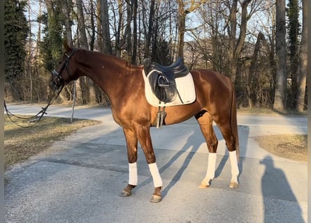 Hannoveraner, Wallach, 5 Jahre, 166 cm, Fuchs