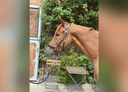 Hannoveraner, Wallach, 5 Jahre, 166 cm, Fuchs