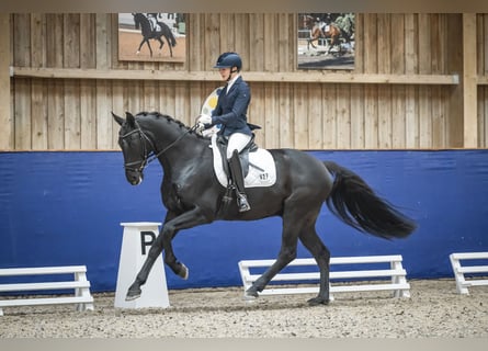 Hannoveraner, Wallach, 5 Jahre, 166 cm, Rappe