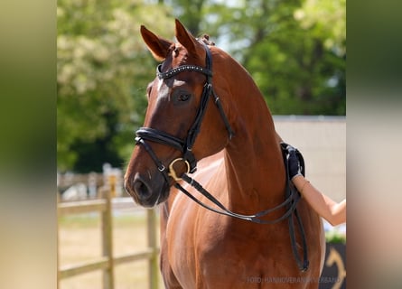 Hannoveraner, Wallach, 5 Jahre, 166 cm, Rappe