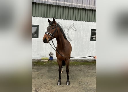 Hannoveraner, Wallach, 5 Jahre, 167 cm, Brauner