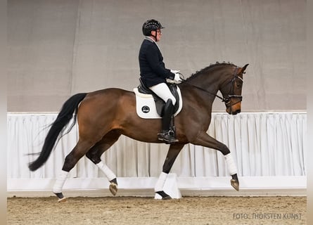 Hannoveraner, Wallach, 5 Jahre, 167 cm, Brauner