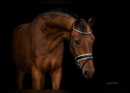 Hannoveraner, Wallach, 5 Jahre, 167 cm, Brauner