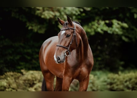 Hannoveraner, Wallach, 5 Jahre, 167 cm, Brauner