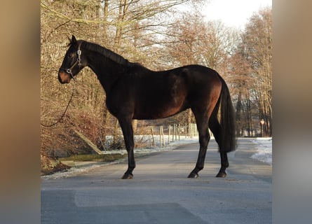 Hannoveraner, Wallach, 5 Jahre, 167 cm, Dunkelbrauner