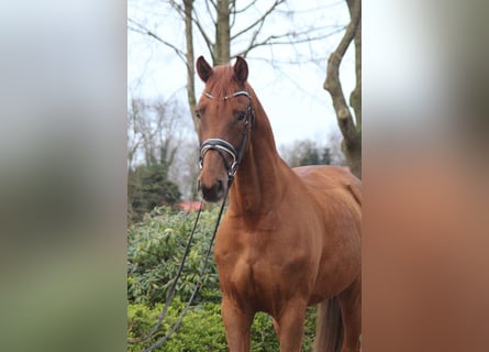 Hannoveraner, Wallach, 5 Jahre, 167 cm, Dunkelfuchs