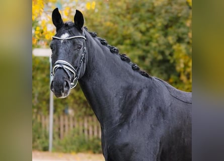 Hannoveraner, Wallach, 5 Jahre, 167 cm, Rappe Hannoveraner, Wallach, 5 Jahre, 167 cm, Rappe