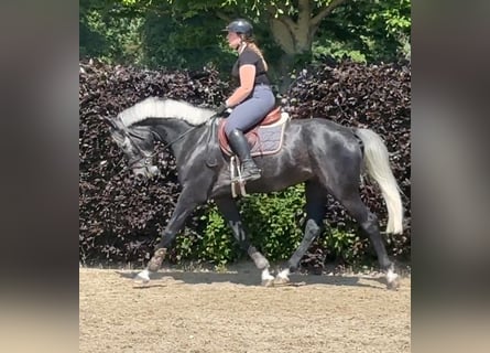 Hannoveraner, Wallach, 5 Jahre, 167 cm, Rappschimmel