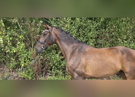 Hannoveraner, Wallach, 5 Jahre, 168 cm, Brauner