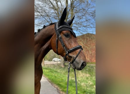 Hannoveraner, Wallach, 5 Jahre, 168 cm, Brauner