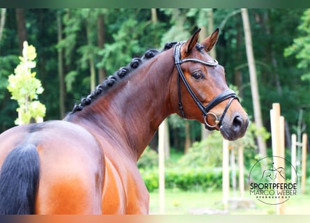 Hannoveraner, Wallach, 5 Jahre, 168 cm, Brauner