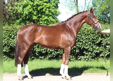 Hannoveraner, Wallach, 5 Jahre, 168 cm, Dunkelfuchs