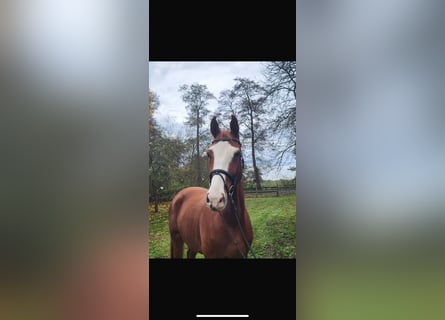 Hannoveraner, Wallach, 5 Jahre, 168 cm, Fuchs