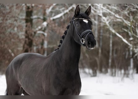 Hannoveraner, Wallach, 5 Jahre, 168 cm, Rappe