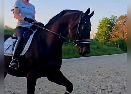 Hannoveraner, Wallach, 5 Jahre, 168 cm, Schwarzbrauner