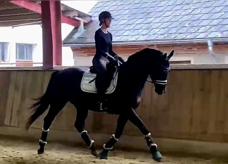 Hannoveraner, Wallach, 5 Jahre, 168 cm, Schwarzbrauner