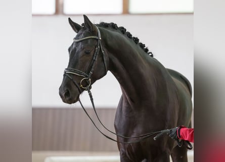 Hannoveraner, Wallach, 5 Jahre, 168 cm, Schwarzbrauner