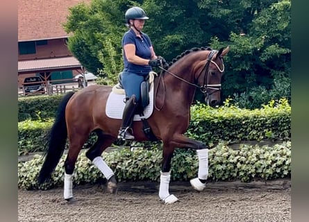 Hannoveraner, Wallach, 5 Jahre, 169 cm, Brauner