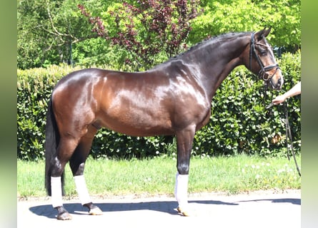 Hannoveraner, Wallach, 5 Jahre, 169 cm, Brauner
