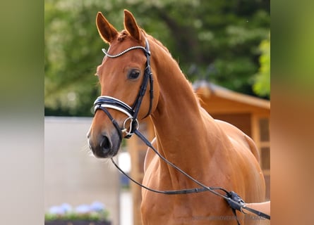 Hannoveraner, Wallach, 5 Jahre, 169 cm, Dunkelbrauner