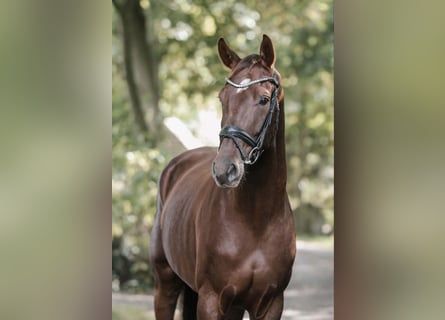 Hannoveraner, Wallach, 5 Jahre, 169 cm, Dunkelfuchs