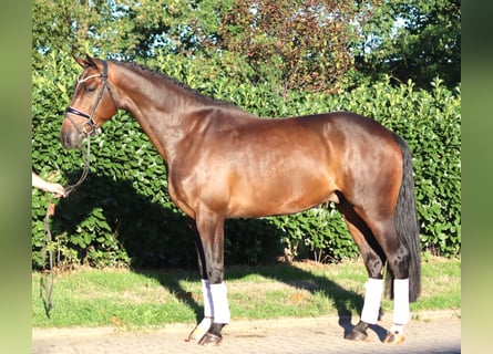 Hannoveraner, Wallach, 5 Jahre, 170 cm, Brauner