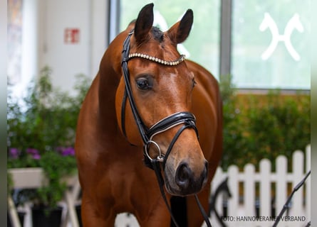 Hannoveraner, Wallach, 5 Jahre, 170 cm, Brauner