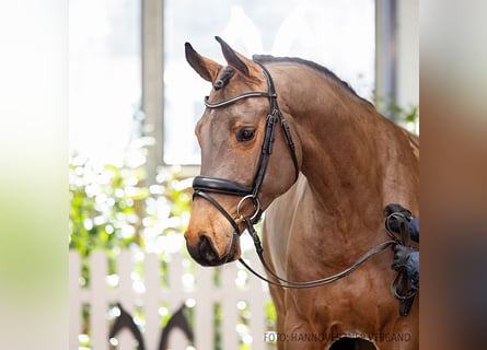 Hannoveraner, Wallach, 5 Jahre, 170 cm, Brauner